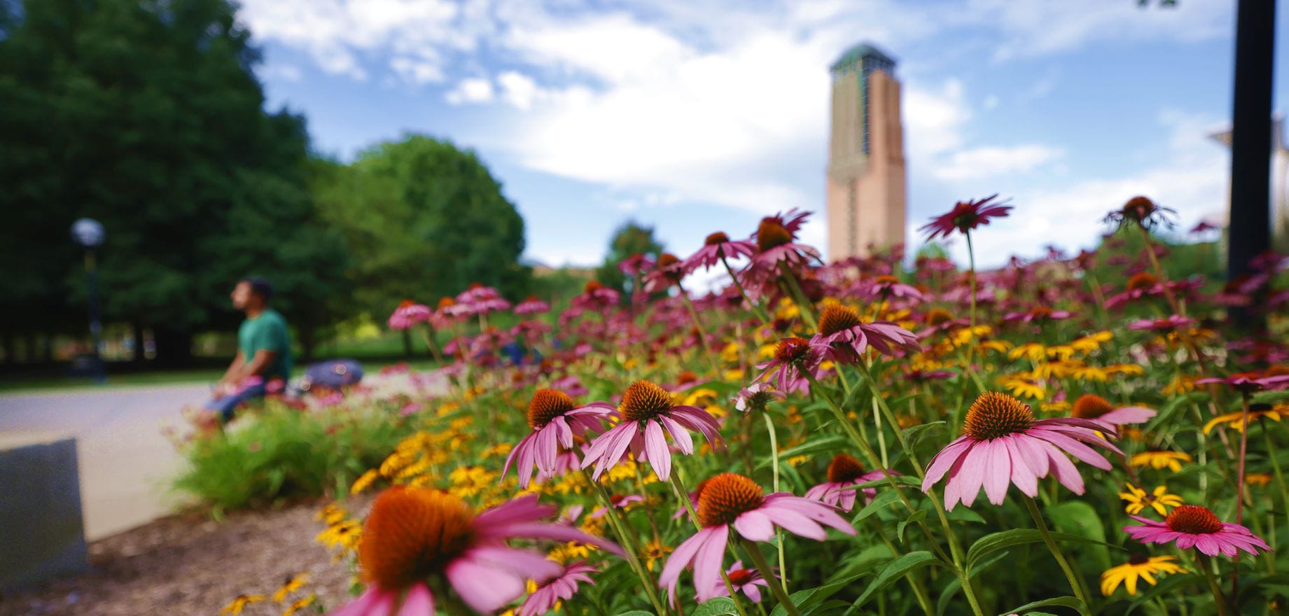 Pink and yellow flower garden with Lurie Tower blurred in the background.
